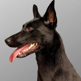 Dya - Dutch Shepherd
