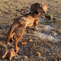 Gus - Dapple male Dachshund puppy in Defuniak Springs, Florida from Anastasia Knight's Cocker Spaniels