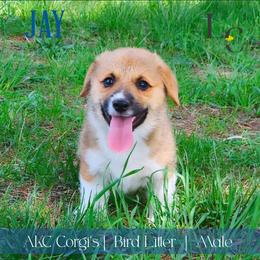 Jay - Red male Pembroke Welsh Corgi puppy in Pine Village, Indiana from NL Horsemanship