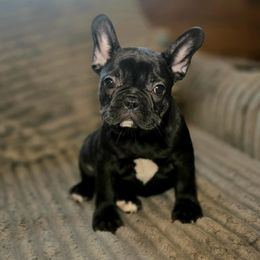 Stella - Black and white female French Bulldog puppy in Lancaster, Ohio from FarmHouse Frenchies