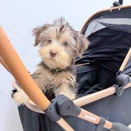Napoleon - Chocolate and tan male Yorkshire Terrier puppy in Jacksonville, Florida from TLJ Choco Yorkie Love