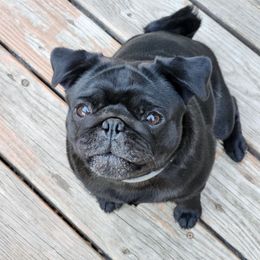 Cici - Pug