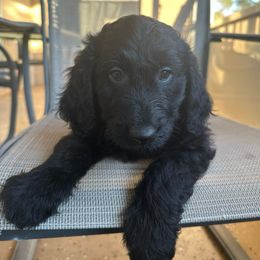 Luna - Goldendoodle puppy from Wizard Doodles