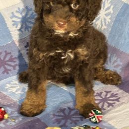 Chocolate Fudge - Phantom male Bernedoodle puppy in Cody, Wyoming from Yellowstone Breeders