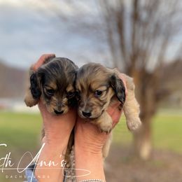 Dachshund Puppies from Faith Ann's Dachshunds
