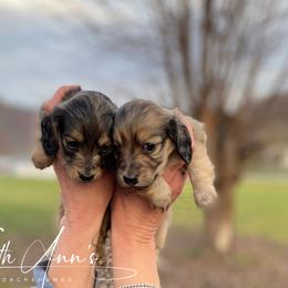 Dachshund Puppies from Faith Ann's Dachshunds