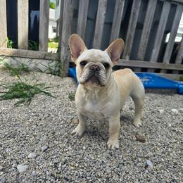 Ricotta - Cream female French Bulldog puppy in Wisconsin from Shameless Bulldogs LLC