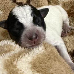 Black Kat - Blue female Australian Cattle Dog puppy in Marana, Arizona from Cactus Heelers Arizona