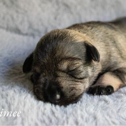 Aimee - Salt and pepper Miniature Schnauzer puppy in Folkston, Georgia from Poplar Creek Miniature Schnauzers