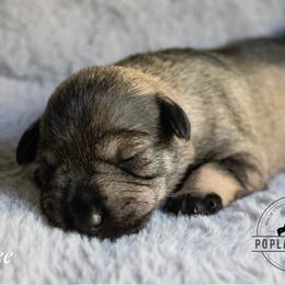 Aimee - Salt and pepper Miniature Schnauzer puppy in Folkston, Georgia from Poplar Creek Miniature Schnauzers