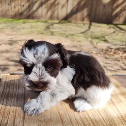 Seymour - Parti male Miniature Schnauzer puppy in Diana, Texas from Happy Pawz Schnauzers