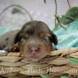 Pearl - Dapple female Dachshund puppy in Allons, Tennessee from Amber's Flock Homestead