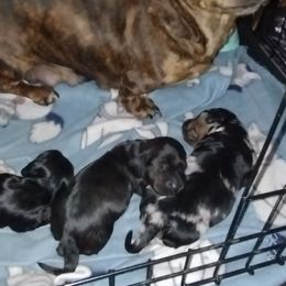 Dachshunds from Rose's Dachshunds