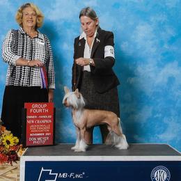 Bling - Chinese Crested