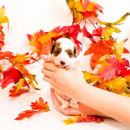 Crow - Parti male Poodle puppy in Kissimmee, Florida from Poodle Doodle Kennels