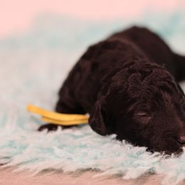 Mint - Black male Bernedoodle puppy in Windsor, Colorado from Front Range Family Doodles