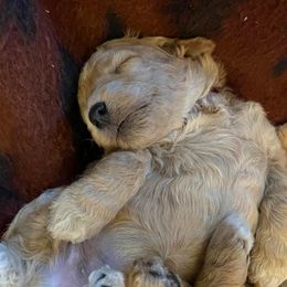 Goldendoodles from Bar Diamond Doodles