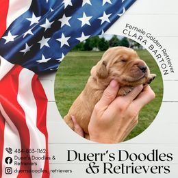 Goldendoodle and Golden Retriever Puppies from Duerr's Doodles & Retrievers