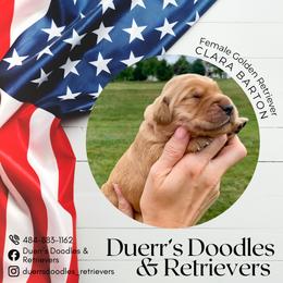 Goldendoodle and Golden Retriever Puppies from Duerr's Doodles & Retrievers