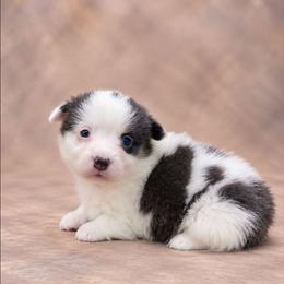 Cheese - Blue male Pembroke Welsh Corgi puppy in Charleroi, Pennsylvania from Twilight Hollow Corgis