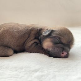 Shih Tzu Puppies from Shih Tzu Crue