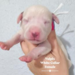 Vulpix (White collar) - White and liver brown female Dalmatian puppy in Raymondville, Missouri from Wagner's Dalmatian's