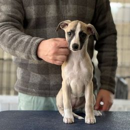 Sif - Fawn brindle Whippet puppy in Broomtown, Alabama from Hounds of Christeva