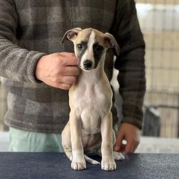Sif - Fawn brindle Whippet puppy in Broomtown, Alabama from Hounds of Christeva