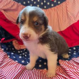 Justice - Tri-color male Border Collie puppy in Watsontown, Pennsylvania from Kate Gresham