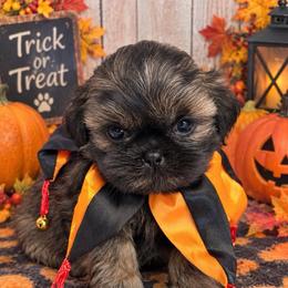 Bentley - Black and tan male Shih Tzu puppy in Claremont, California from Lovable Shih Tzus