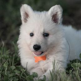 Berger Blanc Suisse Puppies from Moro Shepherds