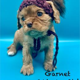 Garnet - Ruby female Cavalier King Charles Spaniel puppy in Bainbridge, New York from M & M Cavaliers