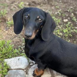 Tetley - Dachshund