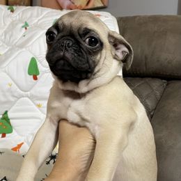 Pug Puppies from PugsncuddlesTN