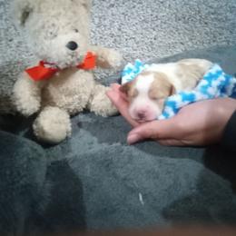 Louie - Tan and white male Cavachon puppy in Millersburg, Ohio from My Furry Friends
