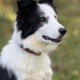 Max - Border Collie