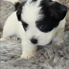 Spotty - Black and white male Shichon puppy in Carmel, Indiana from S&S Pups