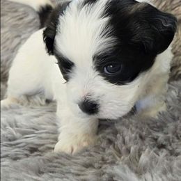 Spotty - Black and white male Shichon puppy in Carmel, Indiana from S&S Pups