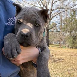 Teal collar (was tan collar( - Gray brindle male Cane Corso puppy in Opelousas, Louisiana from Azelees Cane Corso
