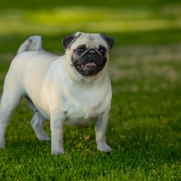 French Bulldog and Pug All Grown Up from FurEver Canine