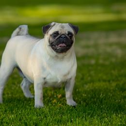 French Bulldog and Pug All Grown Up from FurEver Canine