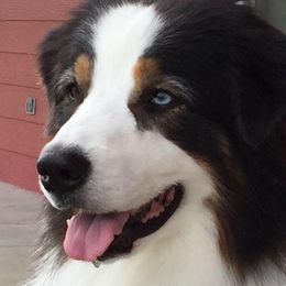 Australian Shepherds from Cedars Farm
