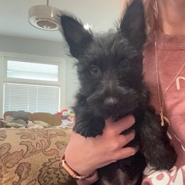 Orange Collar Girl - Scottish Terrier puppy from White Apple Kennel