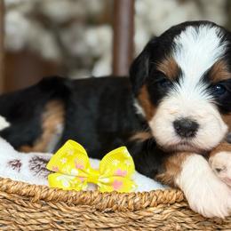 Gia - Tri-color female Bernedoodle puppy in Yuciapa, California from AlltheDoodlez_