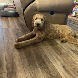 Labradoodle All Grown Up from Faulkner Doodles