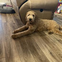Labradoodle All Grown Up from Faulkner Doodles
