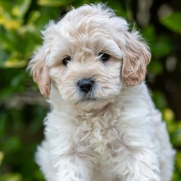 Cavapoo Puppies from Franklin Ranch Pups