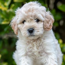 Cavapoo Puppies from Franklin Ranch Pups