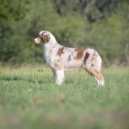 Daphne - Australian Shepherd