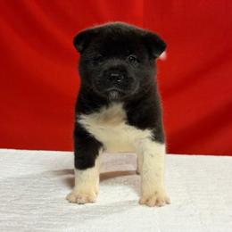 Girl 4 - Brown, black overlay female Akita puppy in Cuba, Missouri from Kamikaze Akitas